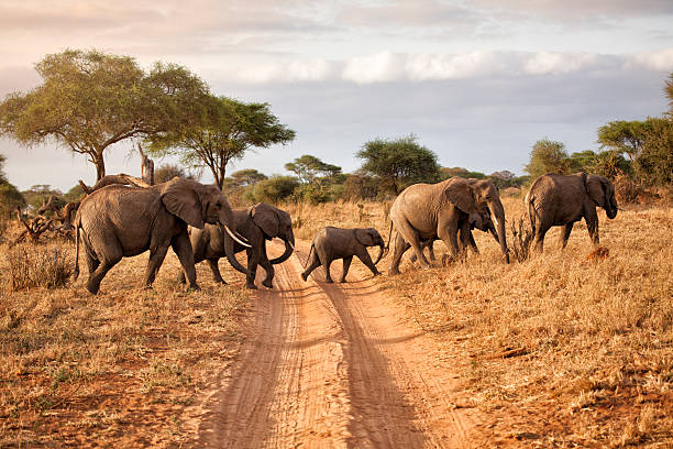 Wildlife Safaris